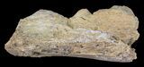 Mosasaur (Platecarpus) Jaw Section - Kansas #60669-2